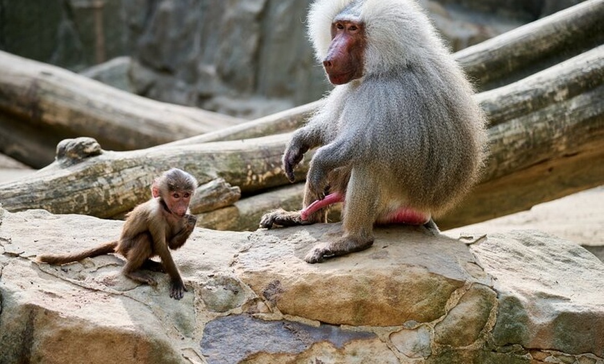 Image 13: Privater Transport zum Berliner Zoo