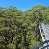 Image 2: 2 Day Tour Busselton Jetty, Ngilgi Cave to Valley of the Giants