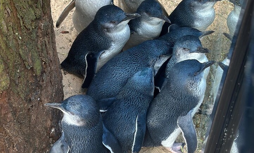 Image 26: PVT Guided Tour: Sydney Opera House and Featherdale Wildlife Park