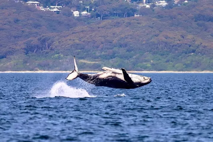 Humpback Whale Encounter Tour from Newcastle