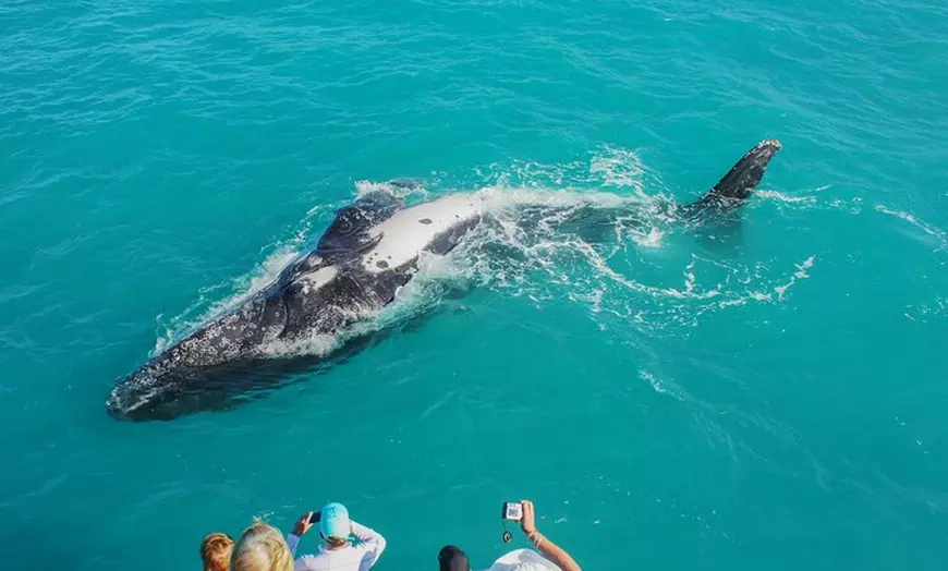 Image 6: Whale Watching Sunset Cruise from Broome