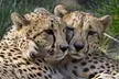 Sacramento Zoo General Admission Ticket - Second Medium