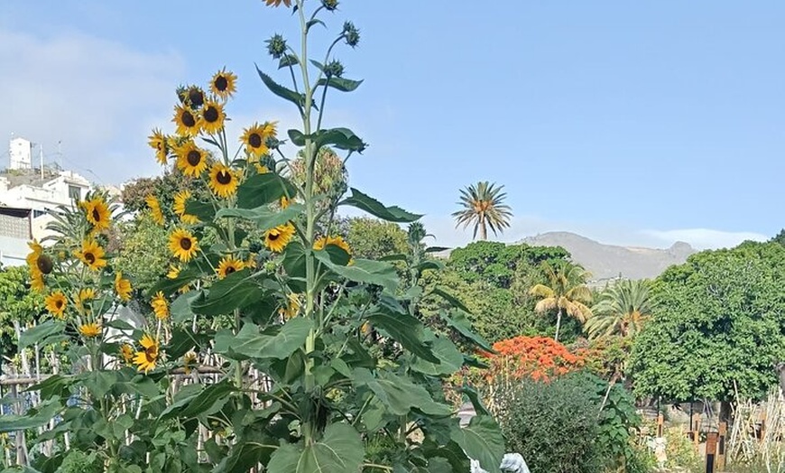 Image 13: Explora el Café de Gran Canaria en Finca Los Castaños