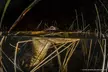 From Miami: Everglades at Night with Airboat and Alligators Tour - Second Medium