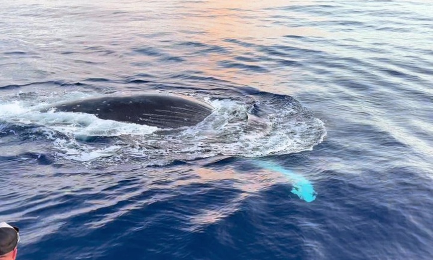 Image 18: Maui Whale Watching: 2-Hour Small Group Raft Tour from Lahaina