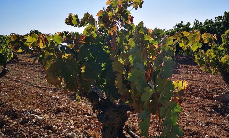 Image 6: Visita nuestra Bodega Artesanal en Segovia