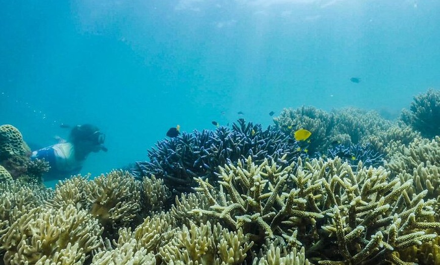 Image 10: Fitzroy Island Transfers and Tours from Cairns