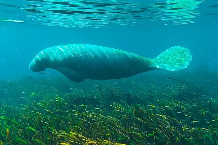 Silver Springs Manatee & Monkeys Paddle Board Tour