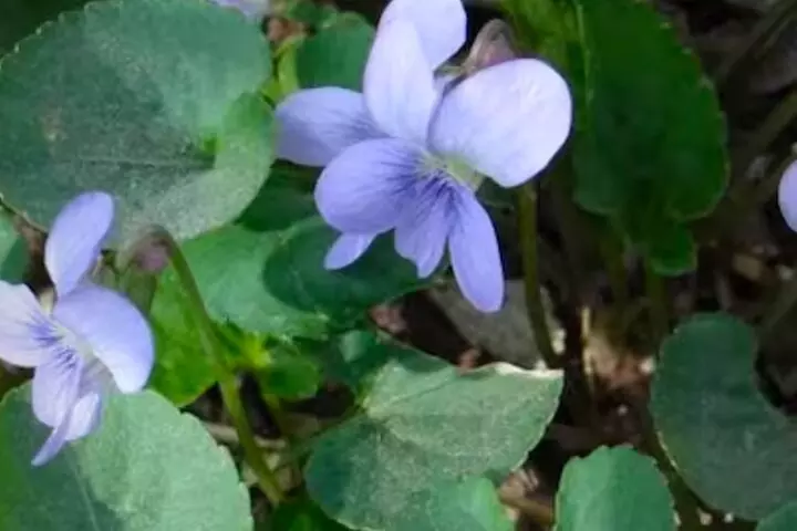 Discover Aurora Illinois Hiking Getaway - Primary Image