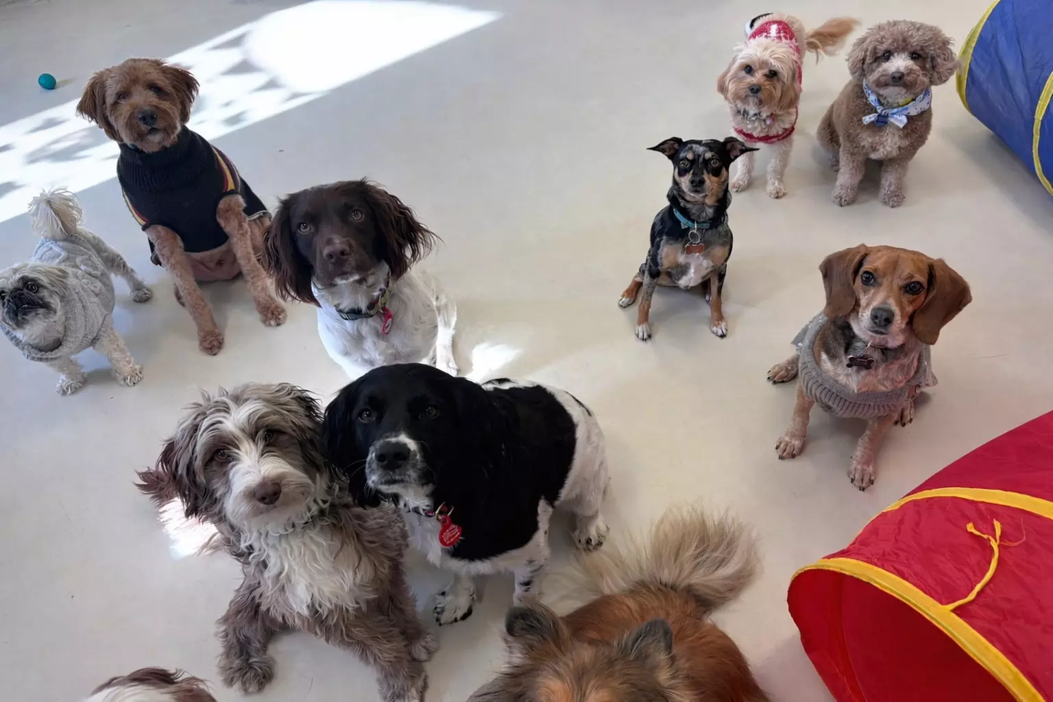 $17 For 1 Full Day Of Dog Daycare (Reg. $34)