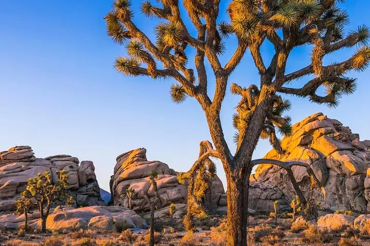 Joshua Tree National Park and Pioneertown Tour
