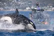 High Speed Zodiac Whale Watching Safari from Dana Point - Second Medium