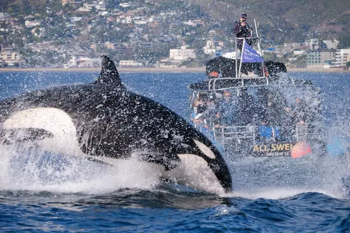 Up-Close Dolphin & Whale Watching Zodiac Adventure in Dana Point