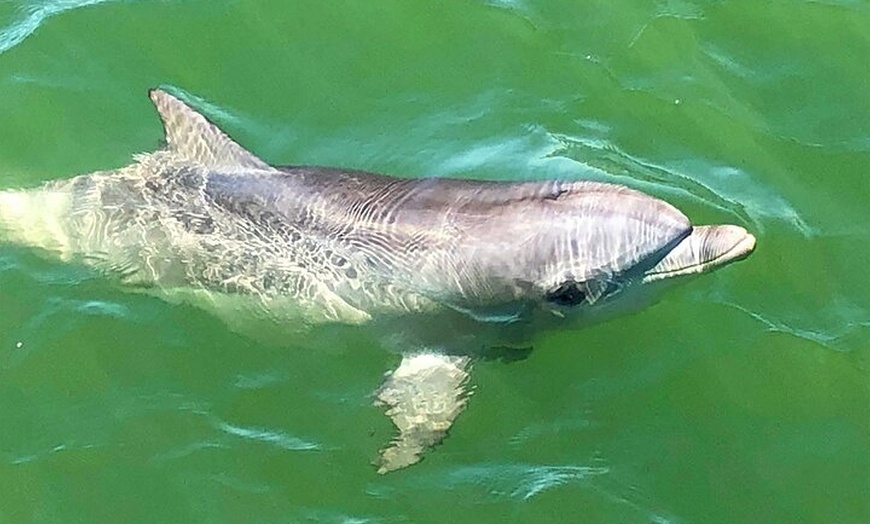 Image 7: 90 Minute Port River Dolphin & Ships Graveyard Cruise