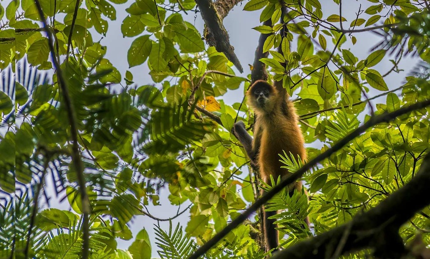 Image 6: ✈ COSTA RICA | San José - De la jungle aux côtes du Pacifique - Aut...