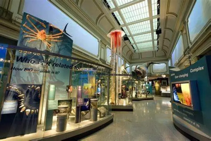 American and Natural History in One Day