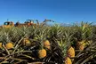 North Shore Dole Pineapple Farm Tour - Second Medium