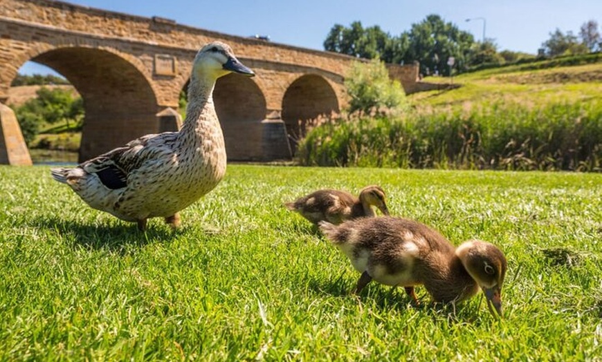 Image 8: Richmond Village And Kunanyi and Mt Wellington Combo Tour