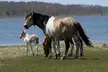 Private Boat Tours of Chincoteague & Assateague - Wild Ponies - Second Medium