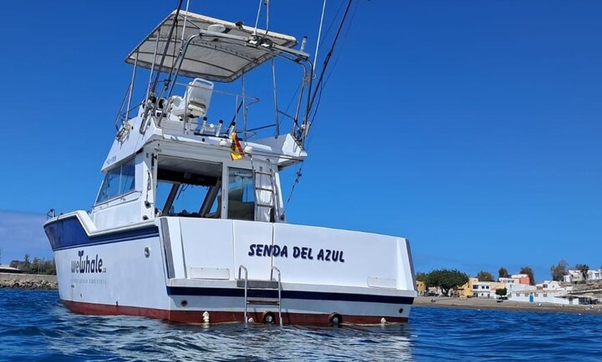 Image 2: Observación de delfines en un pequeño grupo en un barco híbrido sil...