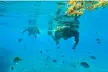 2 ½ - Hour Guided Snorkel Tour of Phil Foster park, Free Videos! - Second Medium