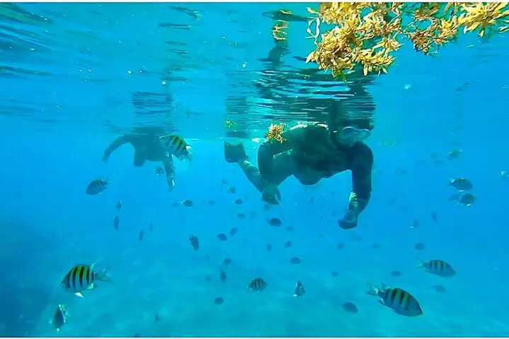 2 ½ - Hour Guided Snorkel Tour of Phil Foster park, Free Videos!
