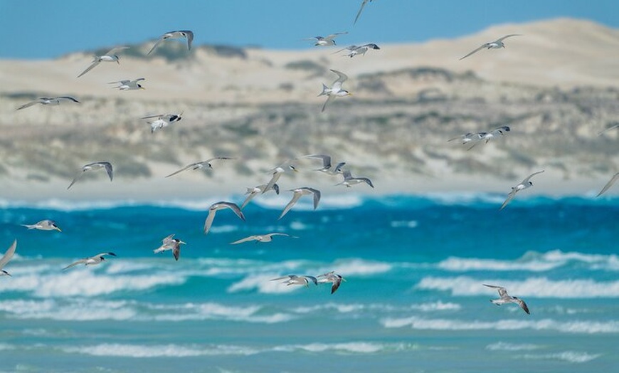 Image 10: Coffin Bay Tour with Oyster Shucking and Off Road Adventure