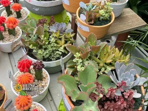 $25 For $50 Towards Home & Garden Decor, Flowers & Plants