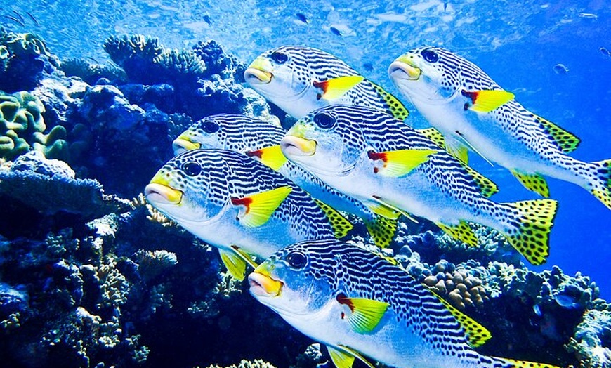 Image 13: Coral Sea Dreaming Overnight Dive, Snorkel and Sail