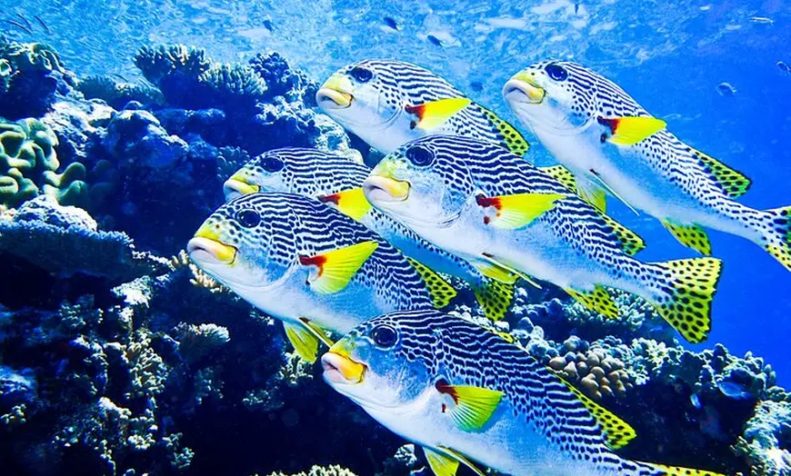 Image 13: Coral Sea Dreaming Overnight Dive, Snorkel and Sail