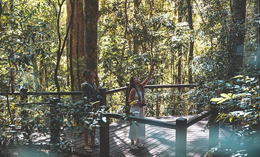 Image 4: Springbrook andTamborine Rainforest Tour Incl Natural Bridge and Gl...