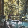Image 4: Springbrook andTamborine Rainforest Tour Incl Natural Bridge and Gl...