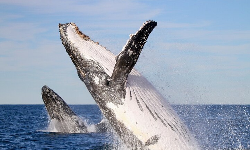 Image 1: Humpback Whale Encounter Tour from Newcastle