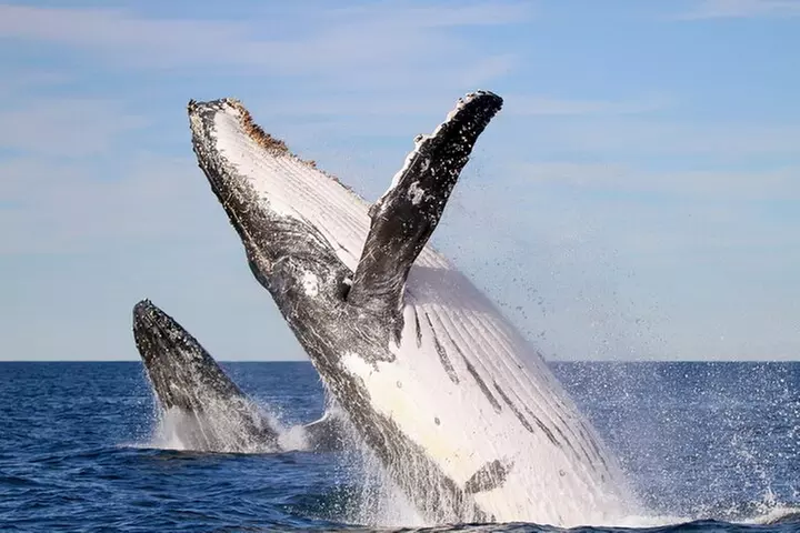 Humpback Whale Encounter Tour from Newcastle
