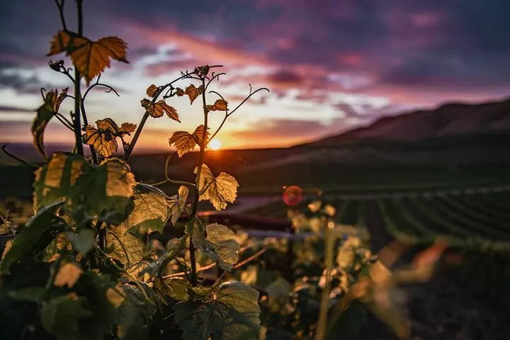Wine Tasting Audio Tour - Paso Robles CA - Primary Image