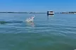 Dolphin and Wildlife Adventure of St. Augustine - Second Medium