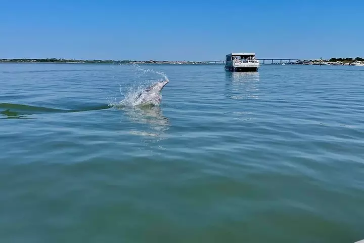 Dolphin and Wildlife Adventure of St. Augustine