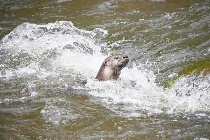 Upper Colorado River Half-Day Float Trip near Kremmling