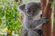 Quad Biking, Koalas and Kangaroos - Private Tour - Image 2