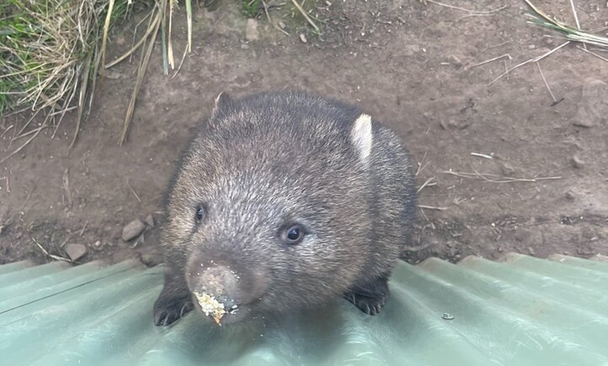 Image 10: 3 Day Private Tour in Tasmania