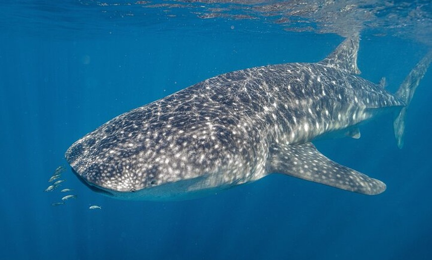 Image 13: Perth to Exmouth & Ningaloo Reef 8 Day Small-Group Boutique Tour