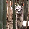 Image 1: Llama, Alpaca, Guanaco Experience