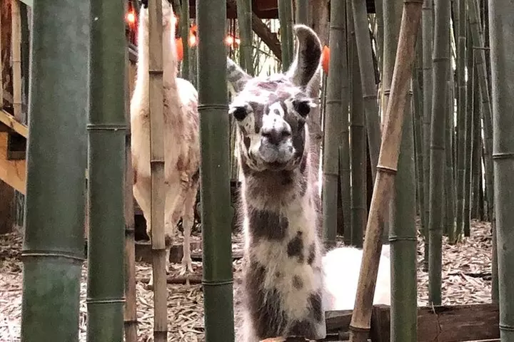 Llama, Alpaca, Guanaco Experience