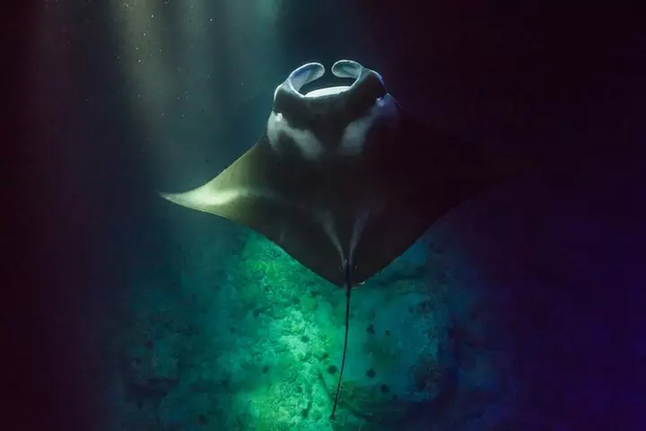 Kona's Best Manta Ray Night Snorkel Small Group Experience