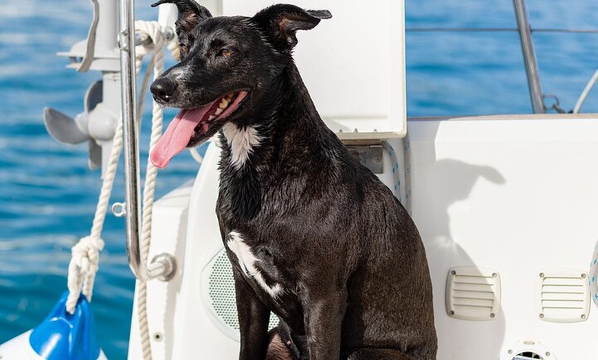 Image 30: Yate a vela privado por la Bahía de Palma y calas cercanas