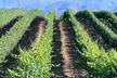 Private Temecula Wine Tour from Pacific Beach - Second Medium