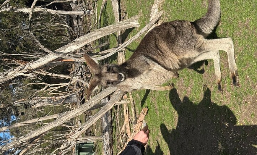 Image 8: Phillip Island and Moonlit Sanctuary Premium Day Tour Small group