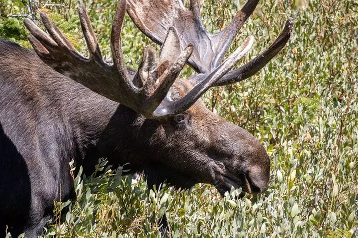 Lamar Valley Wildlife Watching