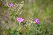 Wilderness and Wildlife Hiking Tour - 3hr Hike - Second Medium
