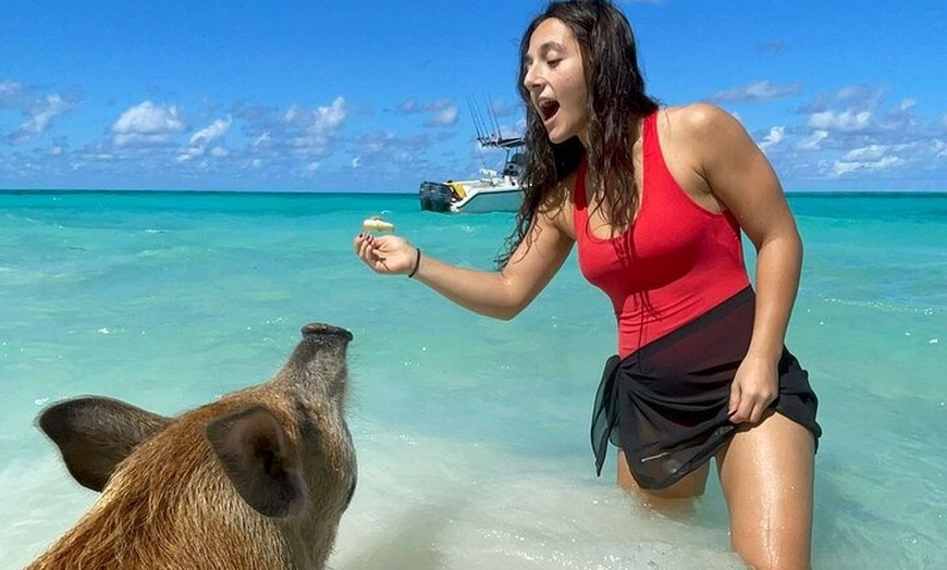 Image 8: Rose Island Snorkeling, Lunch, Rum Punch and Swimming Pigs
